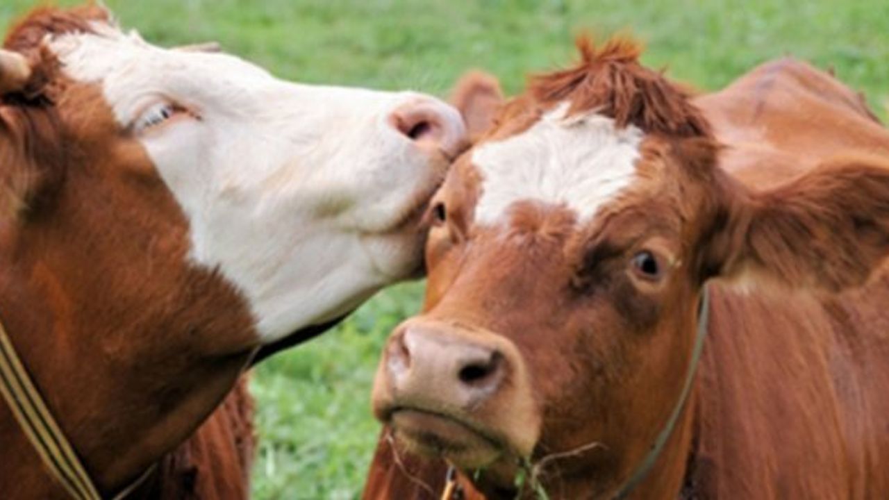 Turisti öldüren ineğin sahibine 490 bin euro ceza