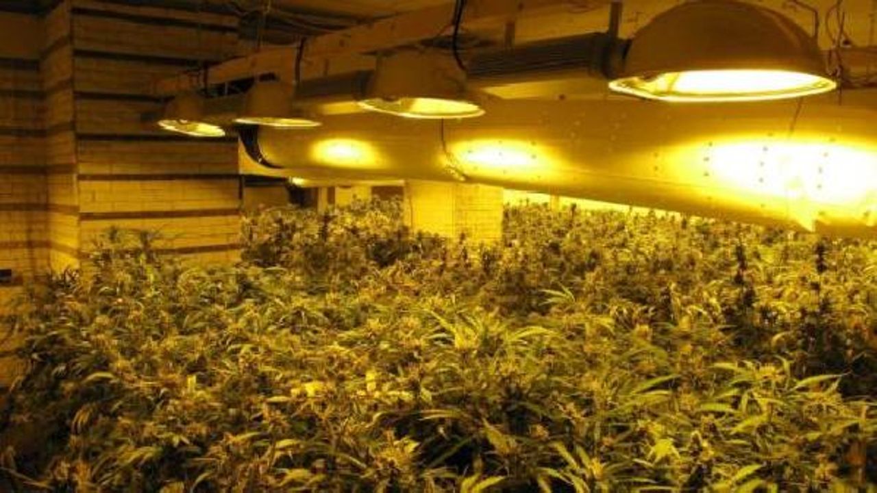 Belçika'da esrar yetiştirme yasallaştı