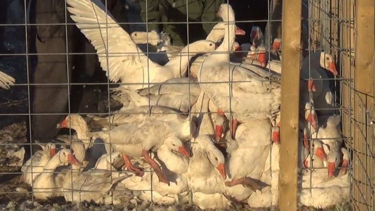 'Hayvan hakları eylemcilerinin bastığı çiftlikte 180 kaz stresten öldü'