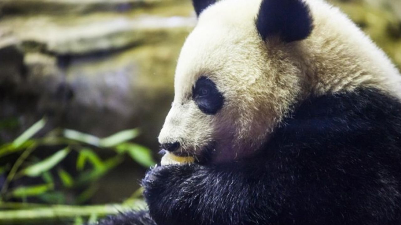 Belçika'da pandanın saldırdığı bakıcı ağır yaralandı
