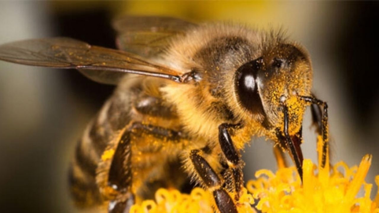 Hollanda’da bilim insanları koronavirüs tespiti için arıları eğitmeye başladı