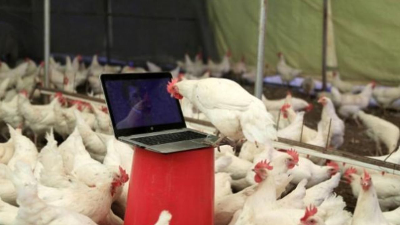 Hollanda'da 246 bin tavuk itlaf edilecek