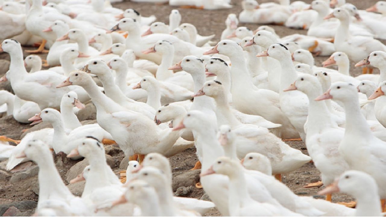 Hollanda’da bir çiftlikte ikinci kez kuş gribine rastlandı, 7 bin ördek itlaf edildi