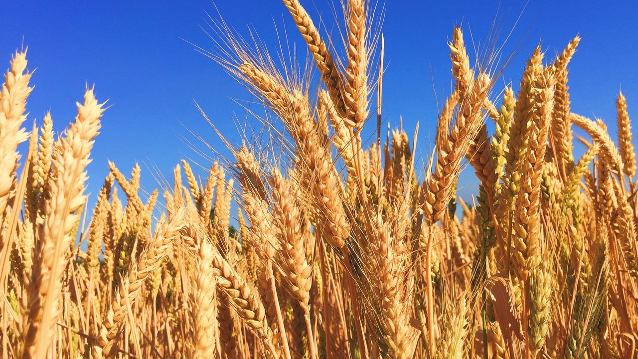 İstanbul’daki tahıl anlaşması, buğday fiyatlarını düşürdü