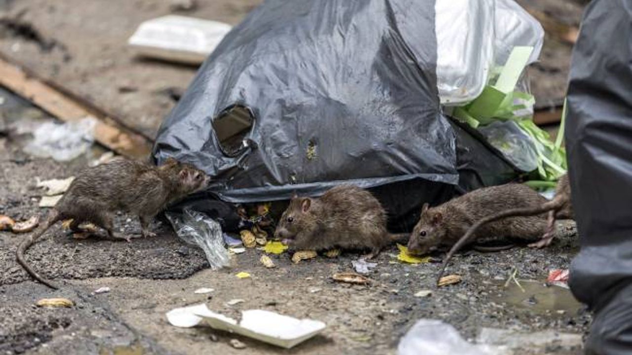 Dortrecht belediye encümeni kentteki fare sorununun Müslümanlardan kaynaklandığını iddia etti
