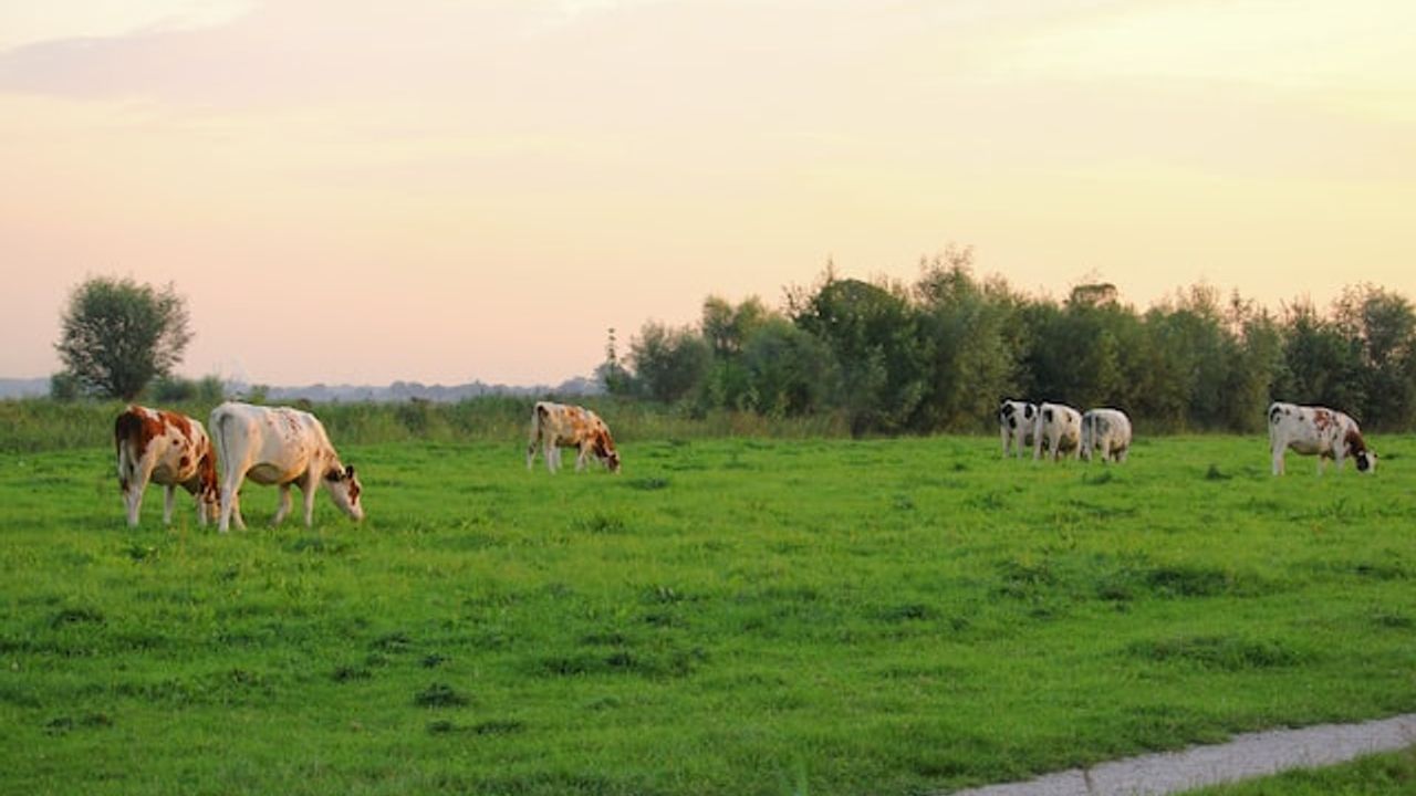 Hollanda'da hükümete çiftlikleri satın alıp kapatın tavsiyesi