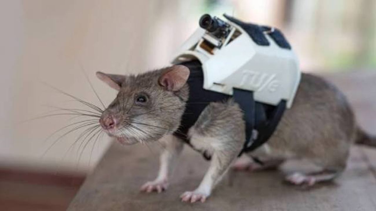 Hollanda'da sıçanlar, özel sırt çantalarıyla depremzedelere ulaşmak için eğitiliyor