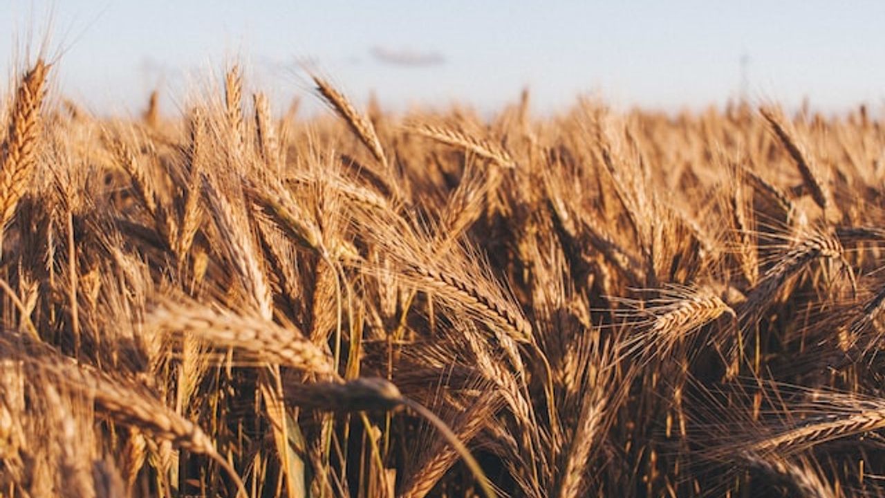 Rusya'nın Karadeniz anlaşmasını askıya alması, buğday fiyatlarını artırdı