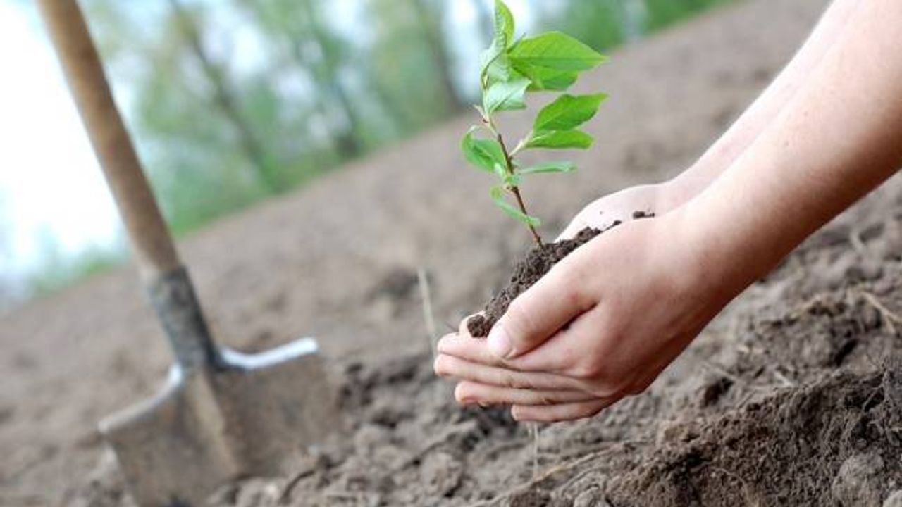 Hollanda’da Enschede belediyesi ücretsiz ağaç fidanı dağıtacak