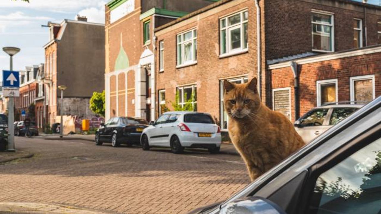 Hollanda’da kediler için zorunlu çip uygulaması geliyor