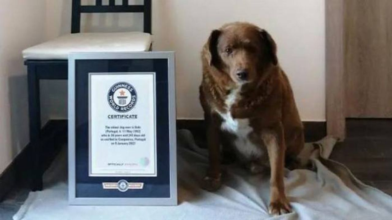 Gelmiş geçmiş en yaşlı köpek rekoru 30 yaşındaki Bobi tarafından kırıldı