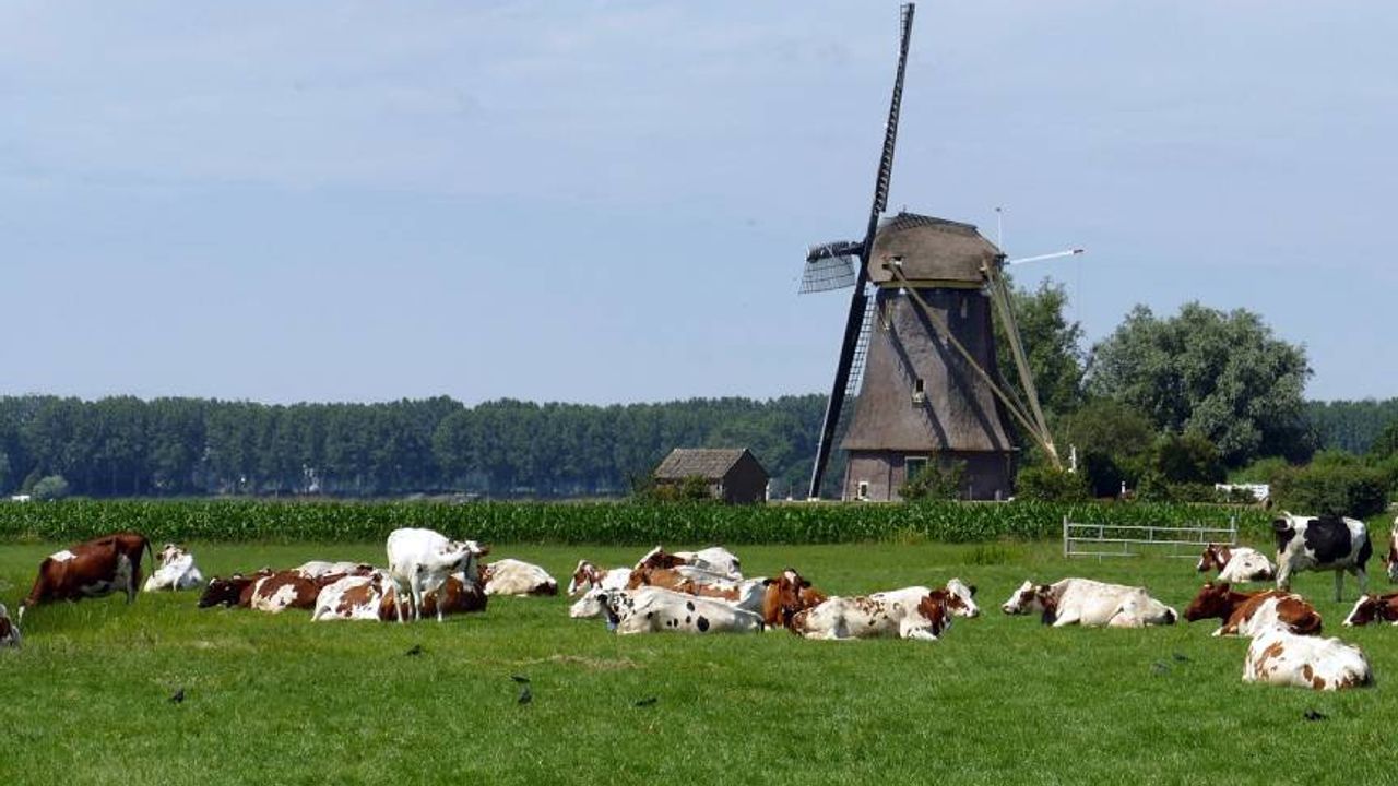 Avrupa Birliği, Hollanda’daki besi çiftliklerini azaltma planını onayladı