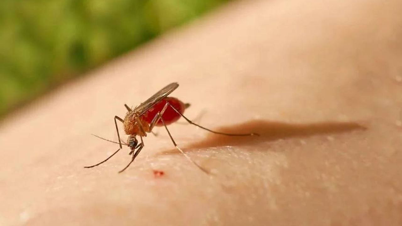 AB’den uyarı: Küresel ısınma sivrisineklerden bulaşan hastalıkları arttırabilir!