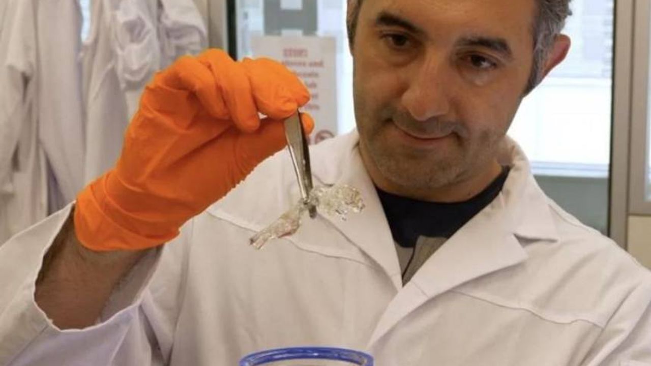 Türk bilim insanının şeffaflaştırdığı fareler, kanser araştırmalarında çığır açabilir