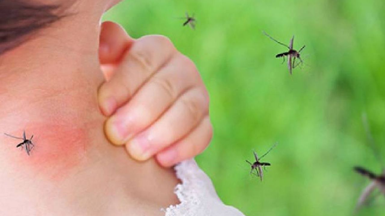 Hollanda'da geçen haftaki sıcaklık artışı sivrisinek sayısını daha da artırdı