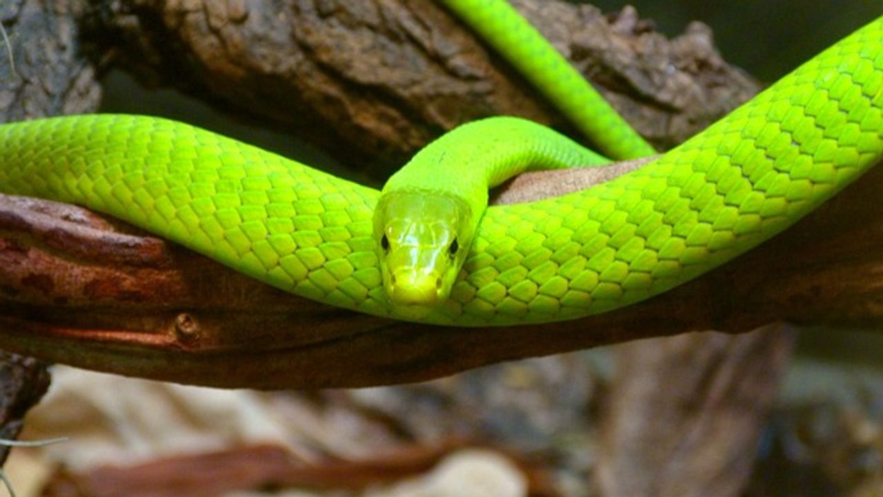 Tilburg'da kaçan son derece zehirli yeşil mamba yılanı bulunamadı