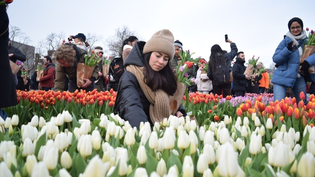 Amsterdam lale bahçesine döndü, Ulusal Lale Günü'nde meydanlar çiçek açtı