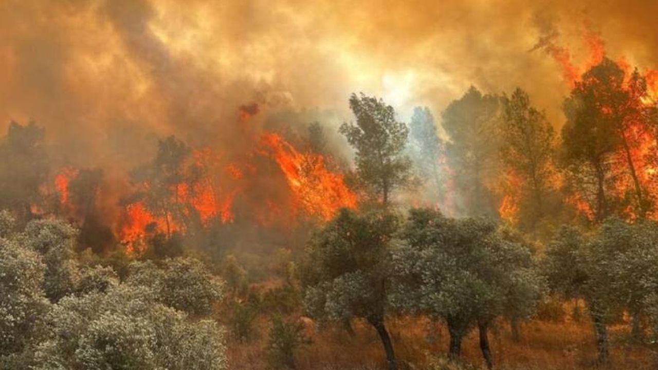 Türkiye'de beş günde 342 orman yangını çıktı
