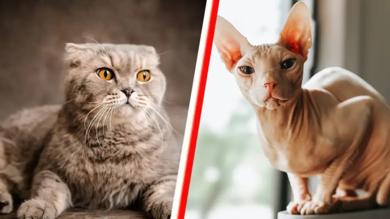 Hollanda’da 1500 euro ceza yememek için kedinize çip taktırın