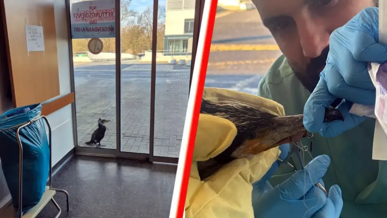 Almanya’da yaralı karabatak hastane kapısını gagalayarak yardım istedi