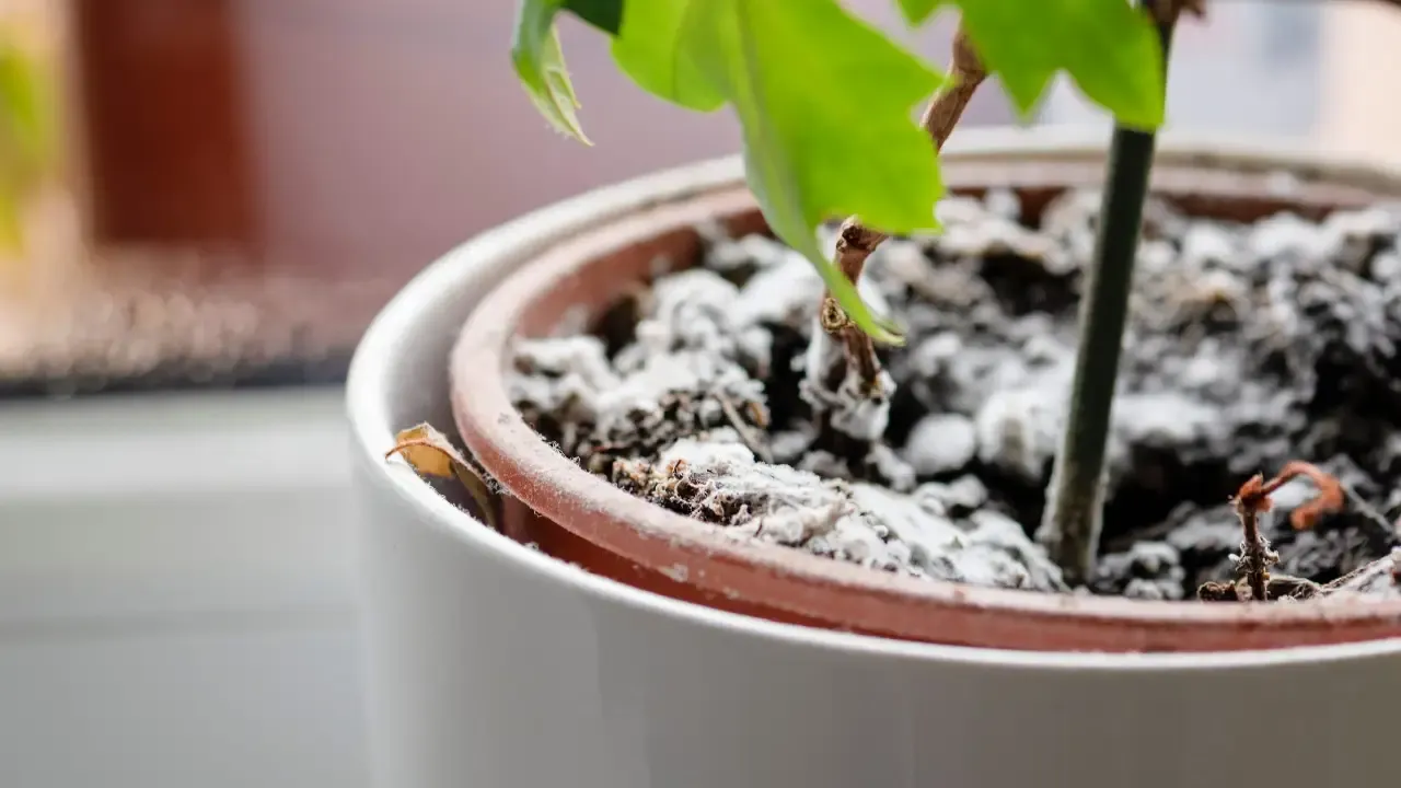 Ev bitkilerindeki küfe karşı mutfaktan doğal çözüm
