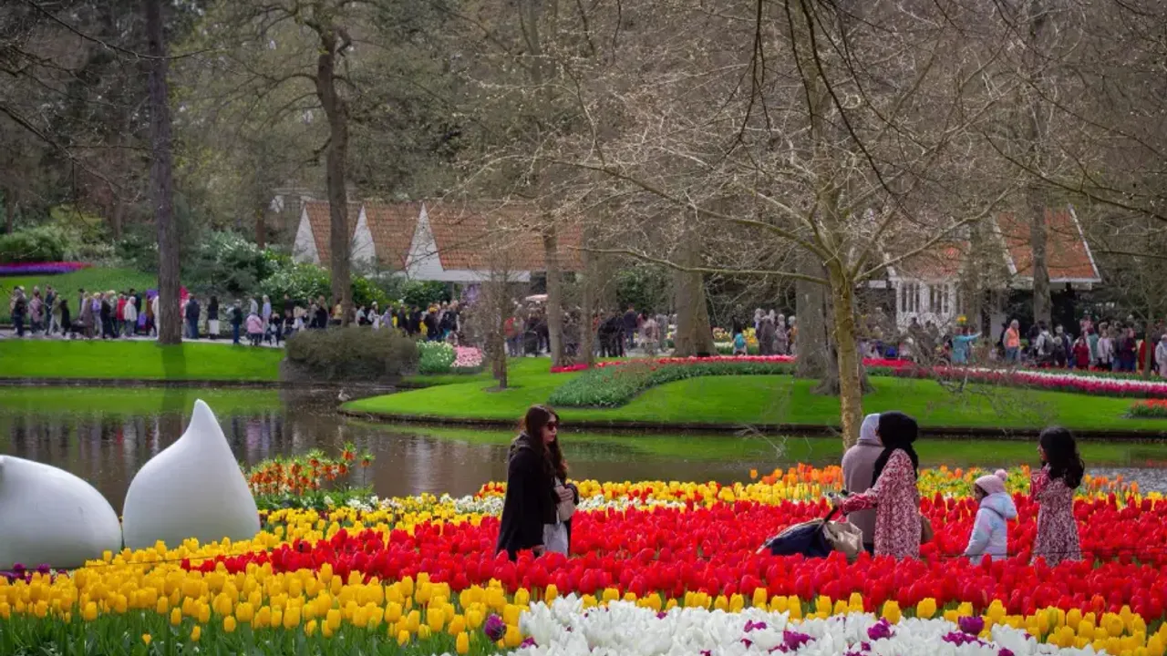 Hollanda’nın en büyük lale bahçesi Keukenhof 77’nci kez kapılarını açtı