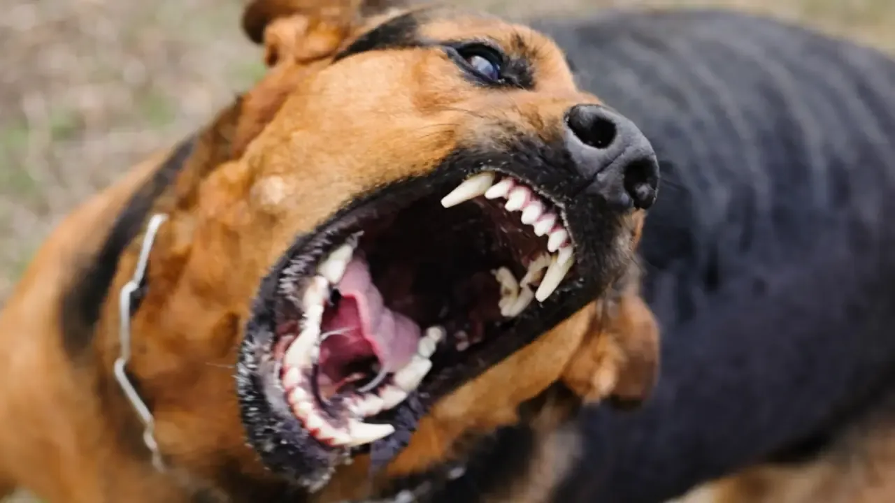 Hollanda’da köpek sahiplenmek isteyenlere zorunlu eğitim