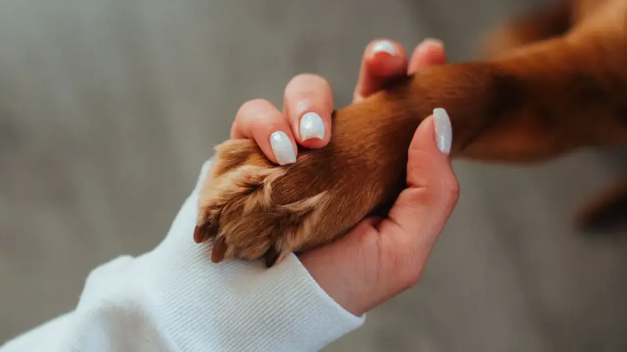 Hollanda’da aynı parkta gezdirilen 4 köpek öldü: Zehirlenme şüphesi araştırılıyor
