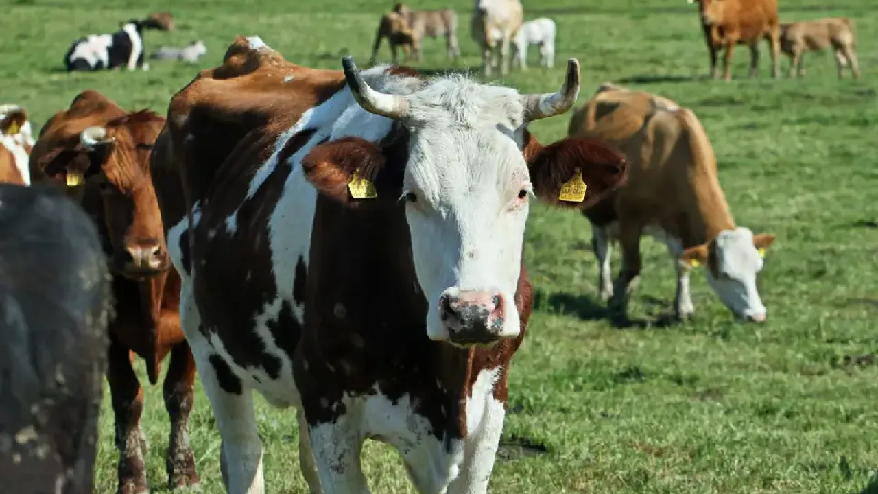 Hollanda’da çiftçilere sıkı azot kuralları getiren ilk bölge Gelderland oldu
