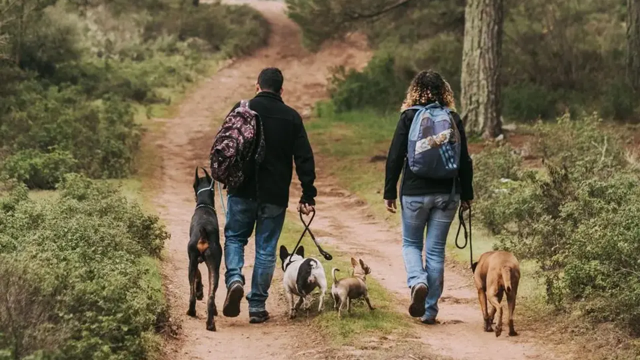 Hollanda’da ısırma riski taşıyan köpeklerin sahiplerine zorunlu kurs geliyor
