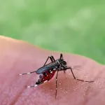 Avrupa'da sivrisineklerle bulaşan virüs hızla yayılıyor