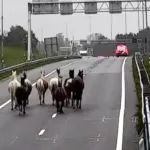 Hollanda’da A9 otoyoluna çıkan 12 at trafiği durdurdu