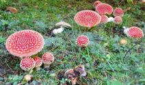 Almanya’da sık görülen 4 zehirli mantar türü