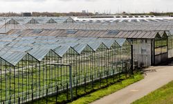 Hollanda’da kaçak işçi çalıştıran işverenlere verilen ceza artırılacak