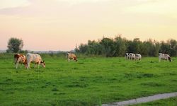 Hollanda'da hükümete çiftlikleri satın alıp kapatın tavsiyesi