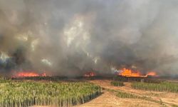 Belçika'da çıkan orman yangını 170 hektarlık alana zarar verdi