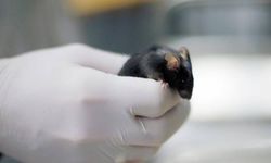 Bilim insanları farelerde abur cubur yemekten oluşan kiloları önleyen ilaç geliştirdi