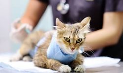 Hollanda’da veterinerler ölümcül kedi hastalığına karşı uyardı