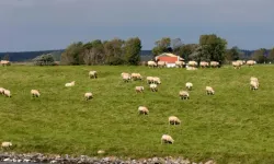 Avrupa'da ilk kez Hollanda'da yeni tür ölümcül mavi dil virüsü tespit edildi