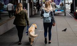 Hollanda’da köpek sahiplerinden alınan vergi arttı