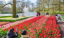 Hollanda’nın dünyaca ünlü lale bahçesi Keukenhof, 76. kez açılıyor