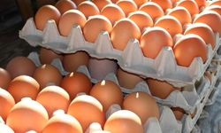 Belçika’da Salmonella tespit edilen yumurtalar, damgaları değiştirilerek satışa sunuldu