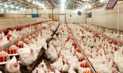 Belçika’da Salmonella tehlikesi nedeniyle 16 tavuk ürünü geri çağrıldı