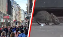 Amsterdam sokaklarında sıçan istilası
