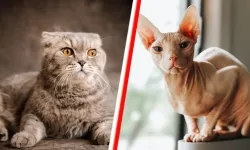 Hollanda’da 1500 euro ceza yememek için kedinize çip taktırın