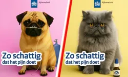 Hollanda’da bakanlıktan uyarı: Sahiplenmeden önce iyi düşün