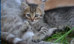 Hollanda’da kuş gribi ilk kez kedilerin ölümüne yol açtı