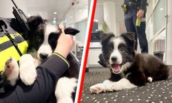 Hollanda'da soğuktan donmakta olan köpeği polis kurtardı