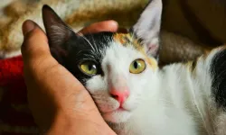 Meme kanserinde yeni umut: Kediler insanlarla aynı hatalı geni taşıyor