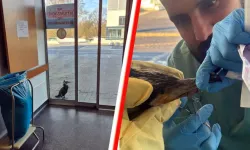 Almanya’da yaralı karabatak hastane kapısını gagalayarak yardım istedi